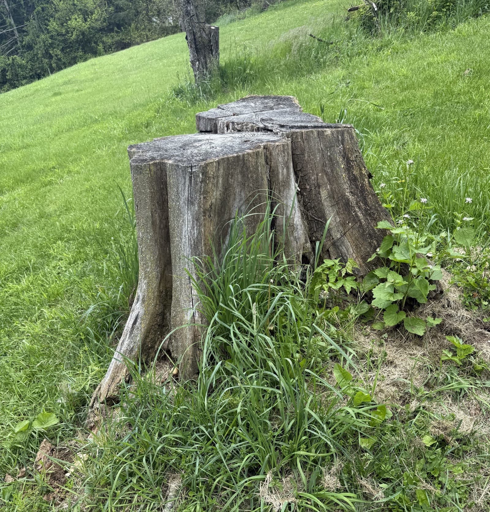 Professional stump grinding equipment