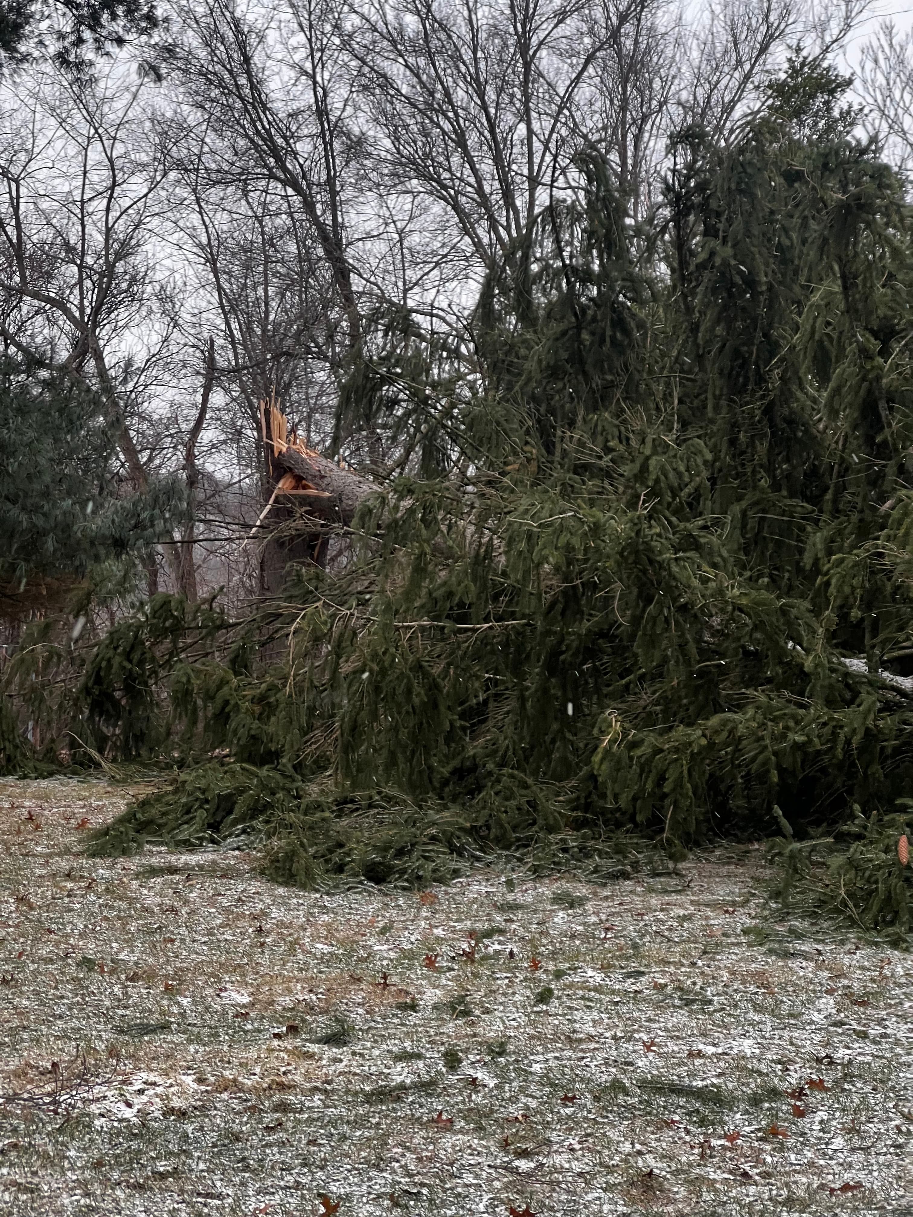 Tree Removal - Professional Takedown